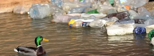 மலேசியாவில் சீனர்களும் இந்தியர்களும் – ஓர் ஒப்பீடு- 2.0